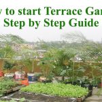 How to start Terrace Garden Step by Step Guide