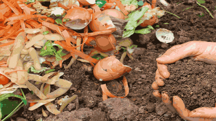 Policy on Promotion of City Compost to support Organic Farming